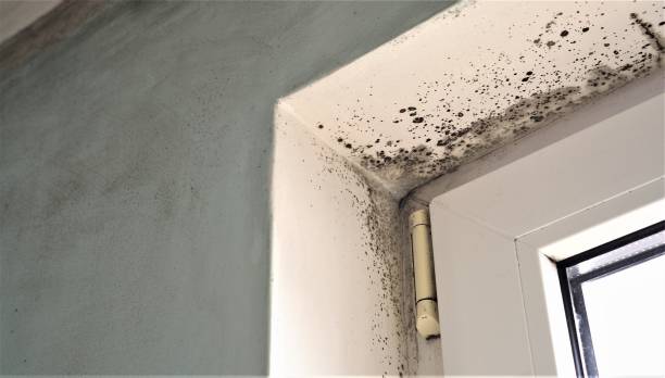Best Environmental Consulting for Mold Prevention  in Taylor, AL