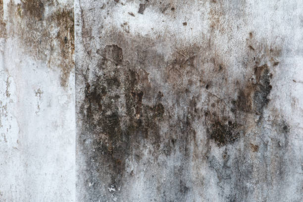 Best Forensic Mold Investigation  in Taylor, AL