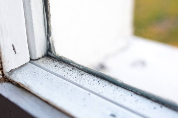 Best Mold Prevention Services  in Taylor, AL