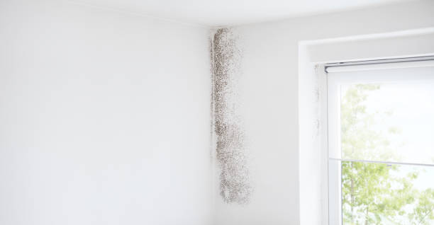 Best Water Damage & Mold Remediation  in Taylor, AL