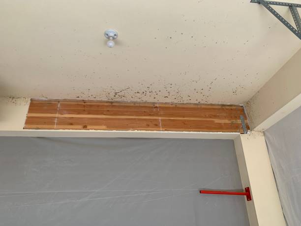  Taylor, AL Mold Removal Pros