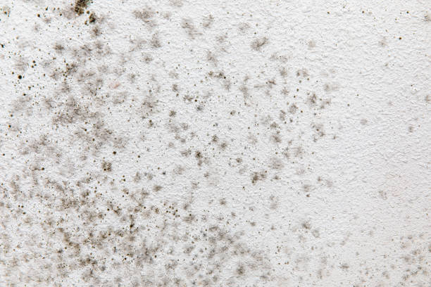Best Industrial Mold Remediation  in Taylor, AL