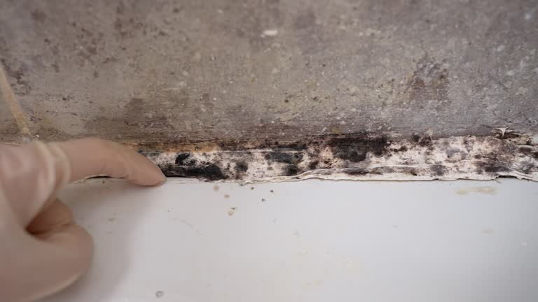 Best Black Mold Removal  in Taylor, AL