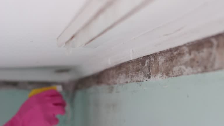 Best Emergency Mold Remediation  in Taylor, AL