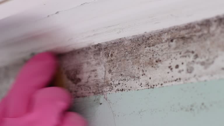 Best HVAC Mold Inspection and Cleaning  in Taylor, AL